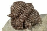 Rare, Encrinurus Trilobite - Malvern, England #196659-6